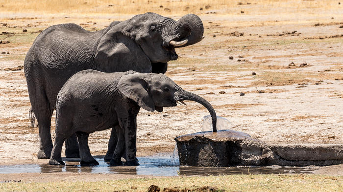 Afrikanische Elefanten (Loxodonta africana) Hwange National Park