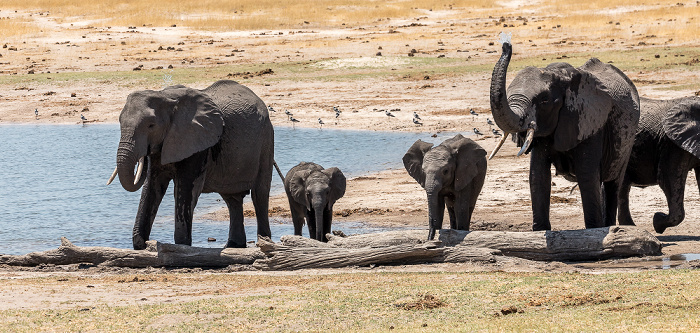 Afrikanische Elefanten (Loxodonta africana) Hwange National Park