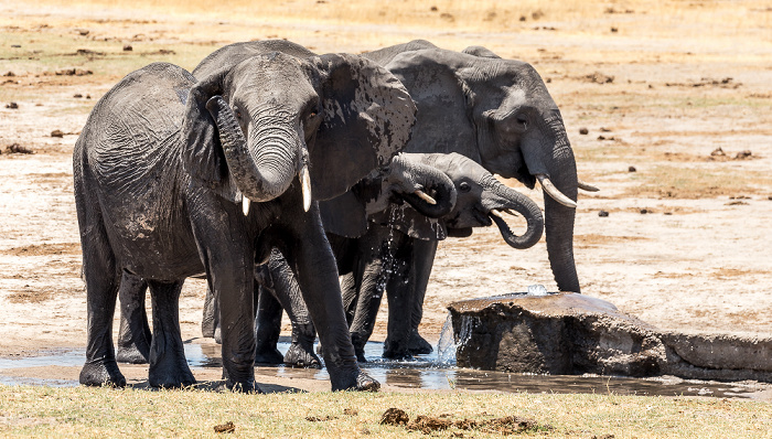 Afrikanische Elefanten (Loxodonta africana) Hwange National Park