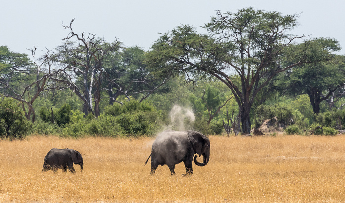 Afrikanische Elefanten (Loxodonta africana) Hwange National Park