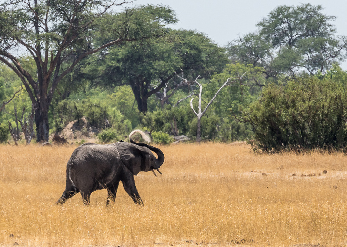 Hwange National Park Afrikanischer Elefant (Loxodonta africana)