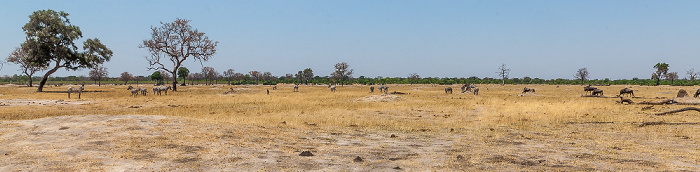 Steppenzebras (Pferdezebra, Equus quagga), Streifengnus (Blaues Gnu, Connochaetes taurinus) Hwange National Park