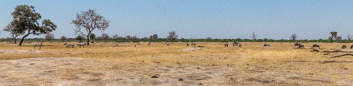 Steppenzebras (Pferdezebra, Equus quagga), Streifengnus (Blaues Gnu, Connochaetes taurinus) Hwange National Park