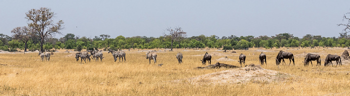 Steppenzebras (Pferdezebra, Equus quagga), Streifengnus (Blaues Gnu, Connochaetes taurinus) Hwange National Park