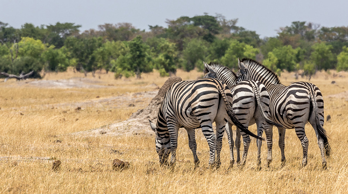 Hwange National Park Steppenzebras (Pferdezebra, Equus quagga)