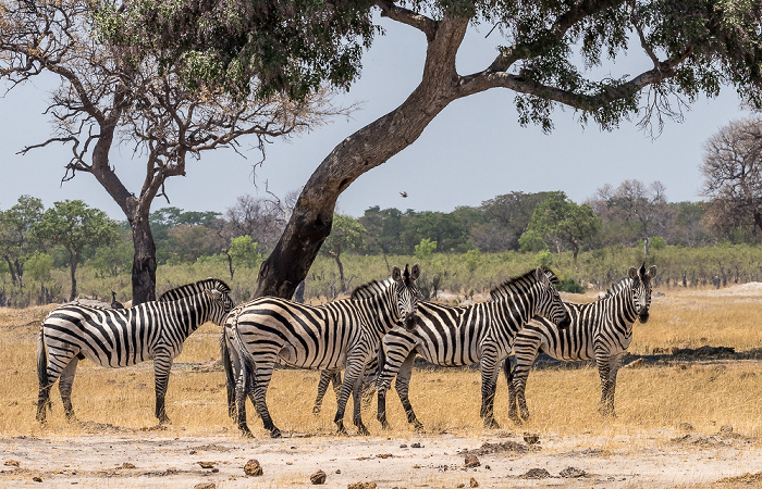 Hwange National Park Steppenzebras (Pferdezebra, Equus quagga)