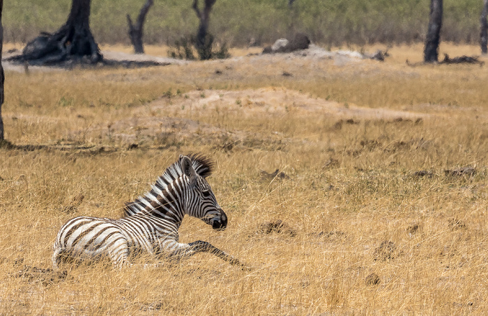 Hwange National Park Steppenzebra (Pferdezebra, Equus quagga)