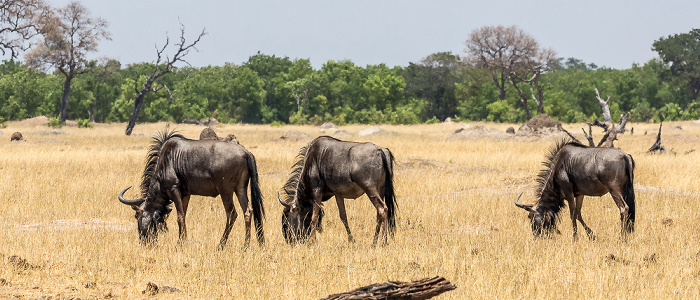 Hwange National Park Streifengnu (Blaues Gnu, Connochaetes taurinus)