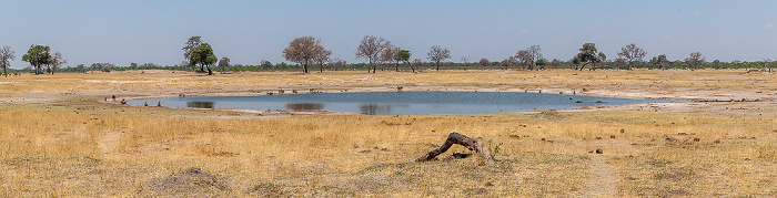 Hwange National Park Bärenpaviane (Tschakma, Papio ursinus)