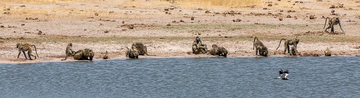 Bärenpaviane (Tschakma, Papio ursinus) Hwange National Park