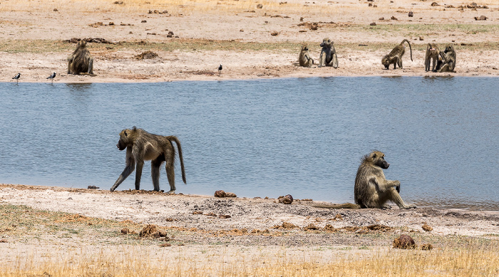 Hwange National Park Bärenpaviane (Tschakma, Papio ursinus)