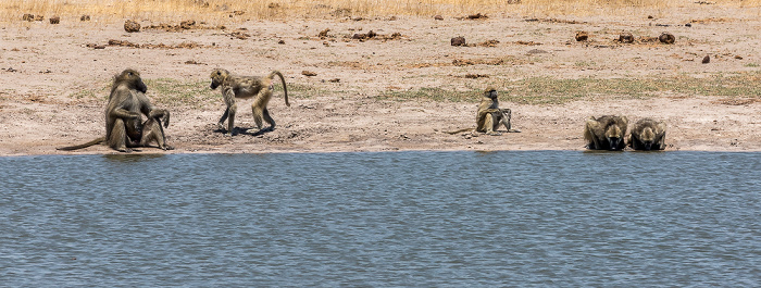 Hwange National Park Bärenpaviane (Tschakma, Papio ursinus)