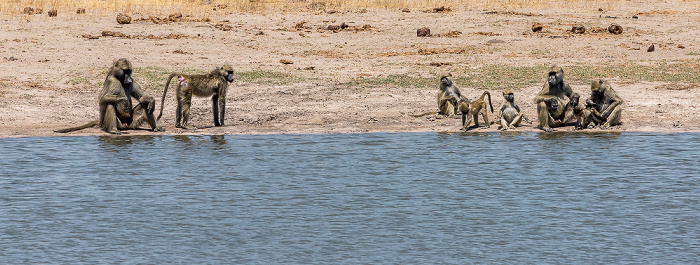 Hwange National Park Bärenpaviane (Tschakma, Papio ursinus)