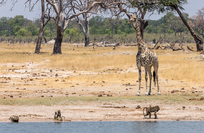 Hwange National Park Bärenpaviane (Tschakma, Papio ursinus), Angola-Giraffe (Giraffa giraffa angolensis)