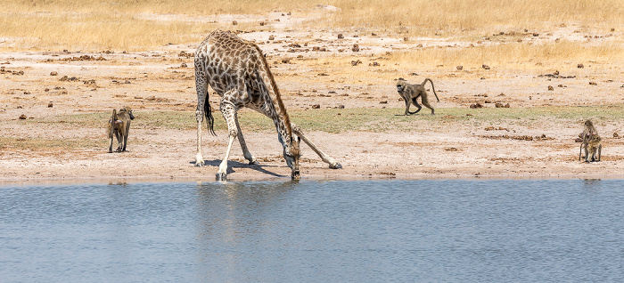 Bärenpaviane (Tschakma, Papio ursinus), Angola-Giraffe (Giraffa giraffa angolensis) Hwange National Park