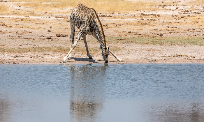 Hwange National Park Angola-Giraffe (Giraffa giraffa angolensis)