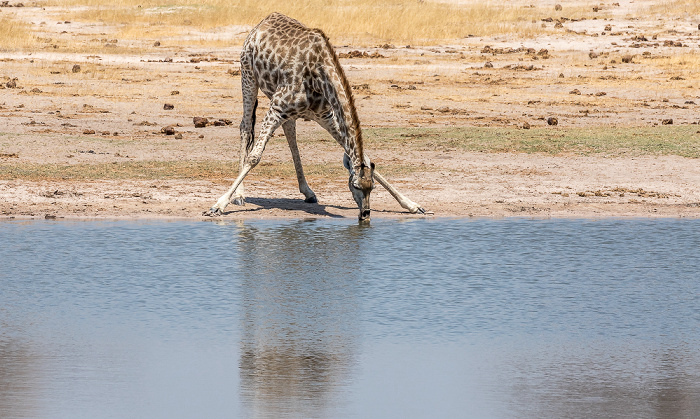 Angola-Giraffe (Giraffa giraffa angolensis) Hwange National Park