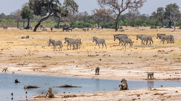 Hwange National Park Bärenpaviane (Tschakma, Papio ursinus), Steppenzebras (Pferdezebra, Equus quagga)