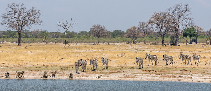 Bärenpaviane (Tschakma, Papio ursinus), Steppenzebras (Pferdezebra, Equus quagga) Hwange National Park