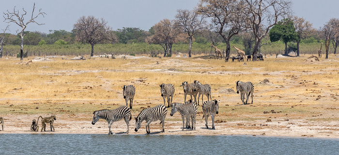 Steppenzebras (Pferdezebra, Equus quagga), Bärenpaviane (Tschakma, Papio ursinus) Hwange National Park