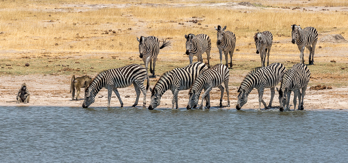 Hwange National Park Steppenzebras (Pferdezebra, Equus quagga), Bärenpaviane (Tschakma, Papio ursinus)