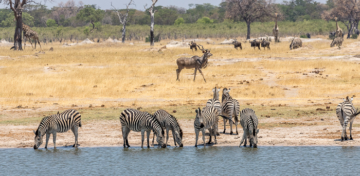 Hwange National Park Steppenzebras (Pferdezebra, Equus quagga)