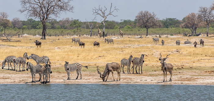 Steppenzebras (Pferdezebra, Equus quagga), Sambesi-Großkudus (Strepsiceros zambesiensis) Hwange National Park