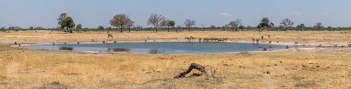 Streifengnus (Blaues Gnu, Connochaetes taurinus), Steppenzebras (Pferdezebra, Equus quagga), Sambesi-Großkudus (Strepsiceros zambesiensis), Angola-Giraffen (Giraffa giraffa angolensis) Hwange National Park