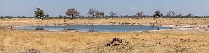 Streifengnus (Blaues Gnu, Connochaetes taurinus), Steppenzebras (Pferdezebra, Equus quagga), Sambesi-Großkudus (Strepsiceros zambesiensis), Angola-Giraffen (Giraffa giraffa angolensis) Hwange National Park