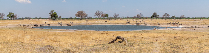 Hwange National Park Streifengnus (Blaues Gnu, Connochaetes taurinus), Steppenzebras (Pferdezebra, Equus quagga), Sambesi-Großkudus (Strepsiceros zambesiensis), Angola-Giraffen (Giraffa giraffa angolensis)