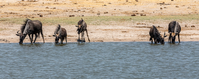 Streifengnus (Blaues Gnu, Connochaetes taurinus) Hwange National Park