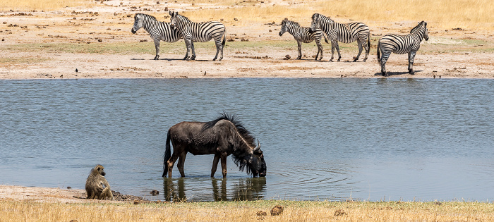 Bärenpavian (Tschakma, Papio ursinus) und Streifengnu (Blaues Gnu, Connochaetes taurinus) Hwange National Park