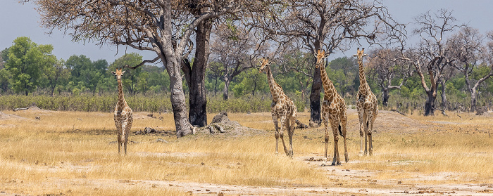 Hwange National Park Angola-Giraffen (Giraffa giraffa angolensis)