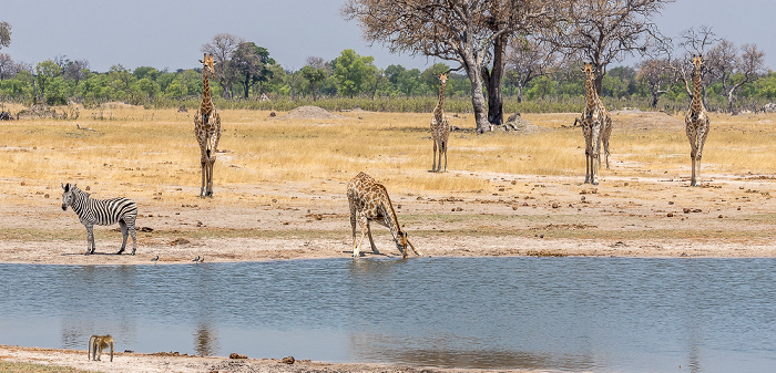 Hwange National Park Steppenzebra (Pferdezebra, Equus quagga), Angola-Giraffen (Giraffa giraffa angolensis)