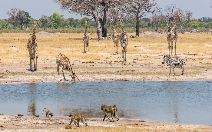 Hwange National Park Angola-Giraffen (Giraffa giraffa angolensis), Steppenzebra (Pferdezebra, Equus quagga)