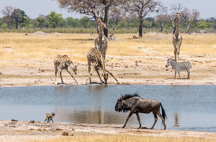 Angola-Giraffen (Giraffa giraffa angolensis), Steppenzebra (Pferdezebra, Equus quagga) Hwange National Park