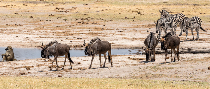 Hwange National Park Bärenpavian (Tschakma, Papio ursinus), Streifengnus (Blaues Gnu, Connochaetes taurinus), Steppenzebra (Pferdezebra, Equus quagga)