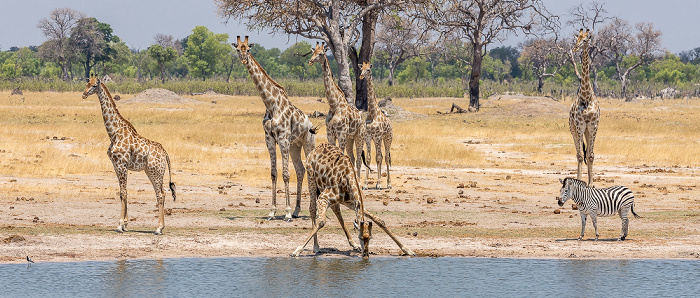 Angola-Giraffen (Giraffa giraffa angolensis), Connochaetes taurinus), Steppenzebra (Pferdezebra, Equus quagga) Hwange National Park