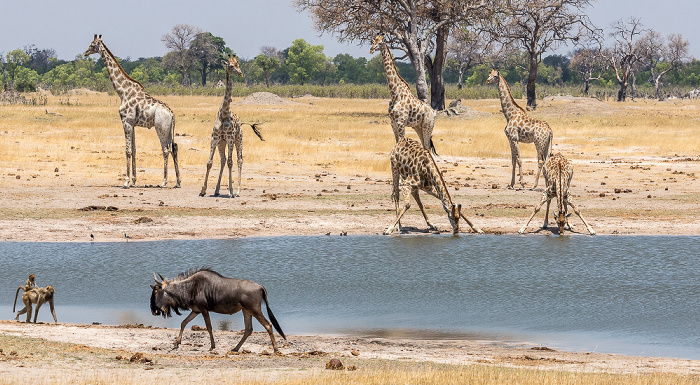 Bärenpaviane (Tschakma, Papio ursinus), Streifengnu (Blaues Gnu, Connochaetes taurinus), Angola-Giraffen (Giraffa giraffa angolensis) Hwange National Park