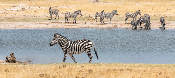 Bärenpaviane (Tschakma, Papio ursinus), Steppenzebras (Pferdezebra, Equus quagga) Hwange National Park