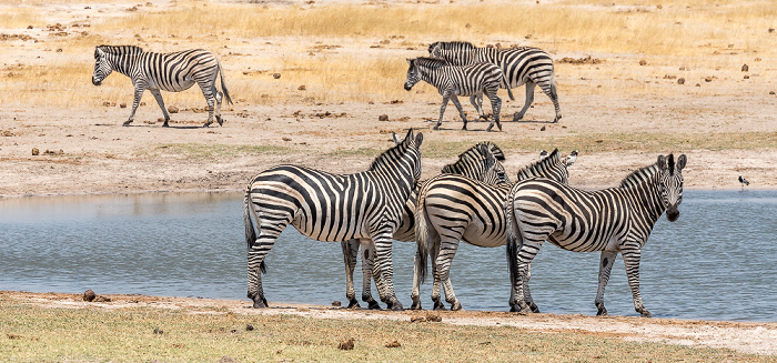 Hwange National Park Steppenzebras (Pferdezebra, Equus quagga)