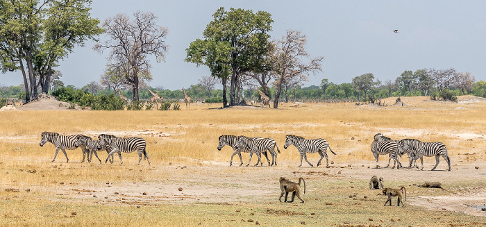 Hwange National Park Steppenzebras (Pferdezebra, Equus quagga), Bärenpaviane (Tschakma, Papio ursinus)