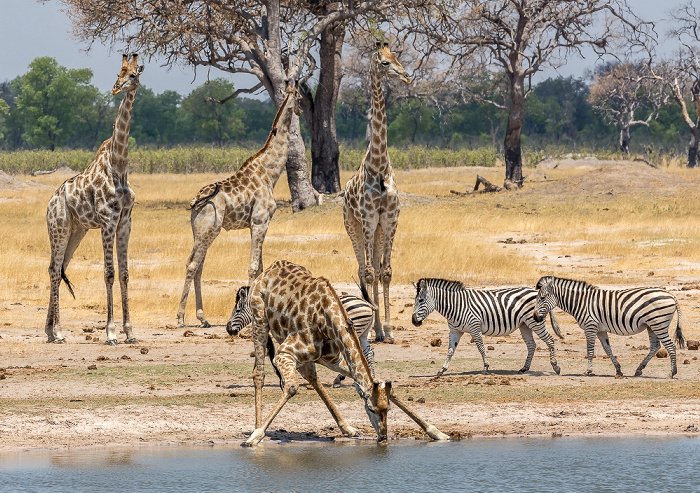 Angola-Giraffen (Giraffa giraffa angolensis), Steppenzebras (Pferdezebra, Equus quagga) Hwange National Park