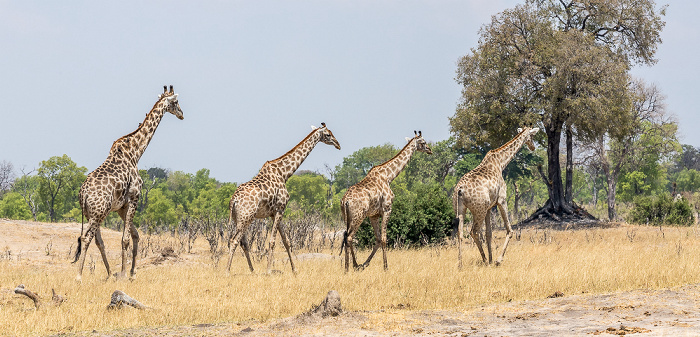 Hwange National Park Angola-Giraffen (Giraffa giraffa angolensis)