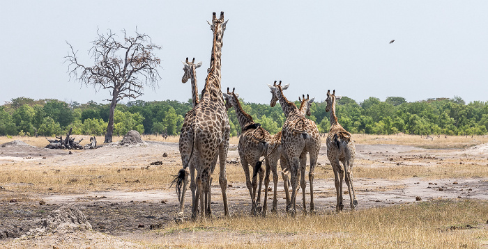 Hwange National Park Angola-Giraffen (Giraffa giraffa angolensis)