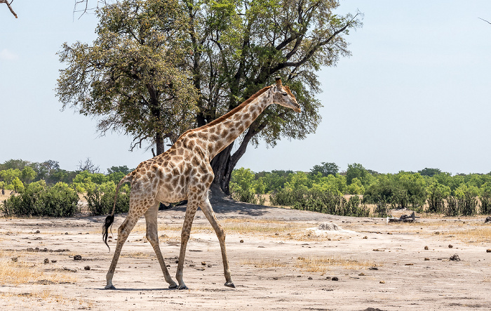 Angola-Giraffe (Giraffa giraffa angolensis) Hwange National Park