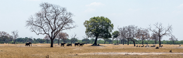 Hwange National Park Afrikanische Elefanten (Loxodonta africana), Steppenzebras (Pferdezebra, Equus quagga)