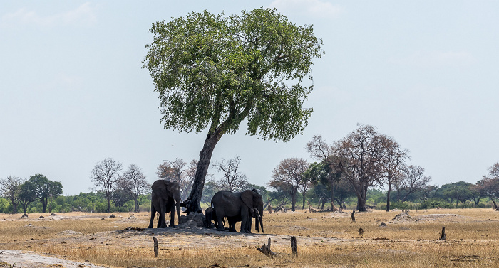 Hwange National Park Afrikanische Elefanten (Loxodonta africana)