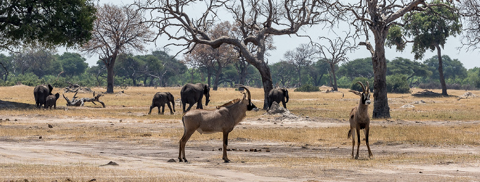 Pferdeantilopen (Hippotragus equinus) Hwange National Park