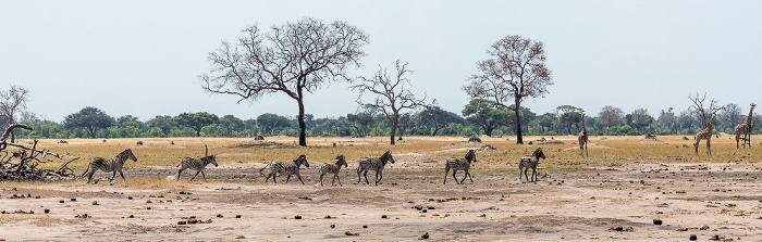 Steppenzebras (Pferdezebra, Equus quagga) Hwange National Park